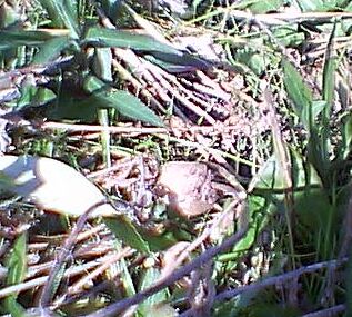 ���܂���̗�